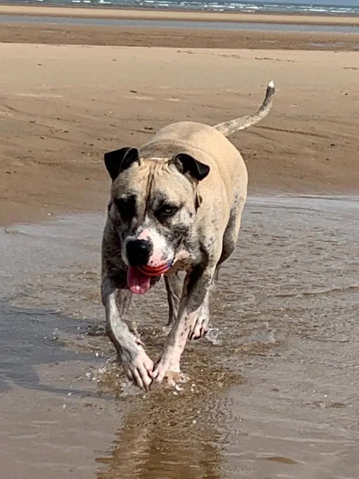 Brindle bull-breed dog running through shallow water on a beach with a red ball in its mouth, tongue out, mid-splash