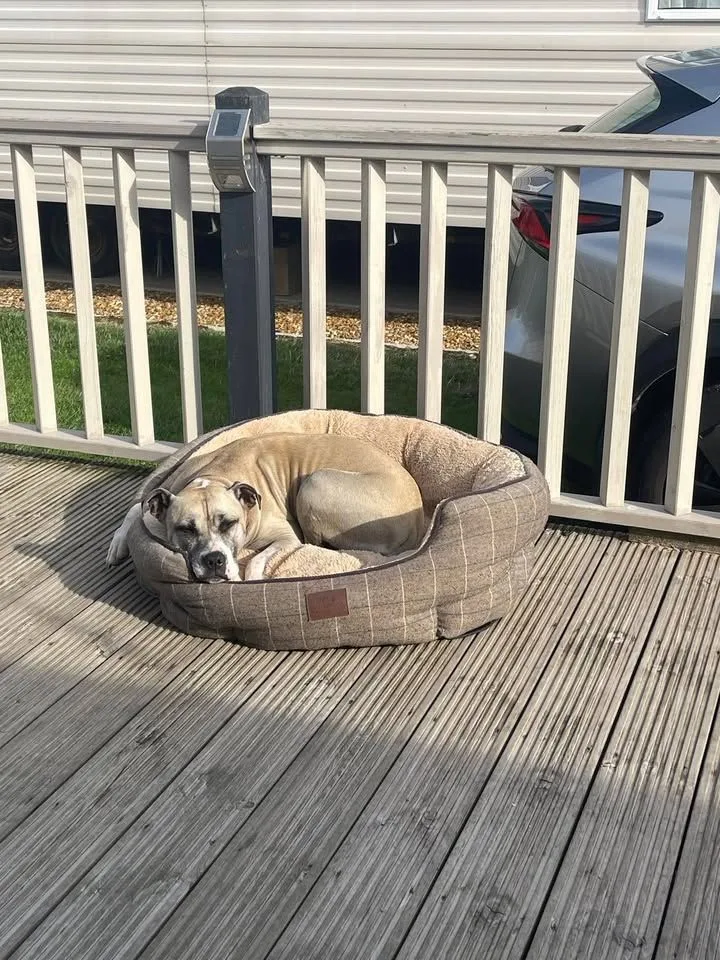 Dog curled up asleep in a soft bed on caravan decking, with white deck railings and a car beyond