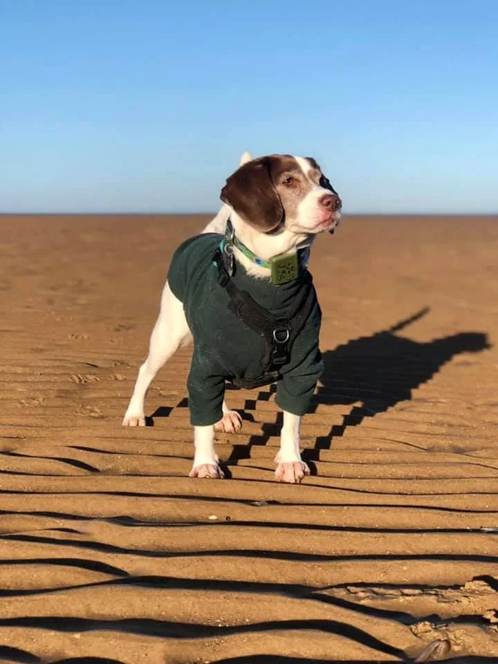 Liver-and-white springer-type dog wearing a green jumper and harness standing on rippled beach sand at low tide in low golden sun, with a long shadow
