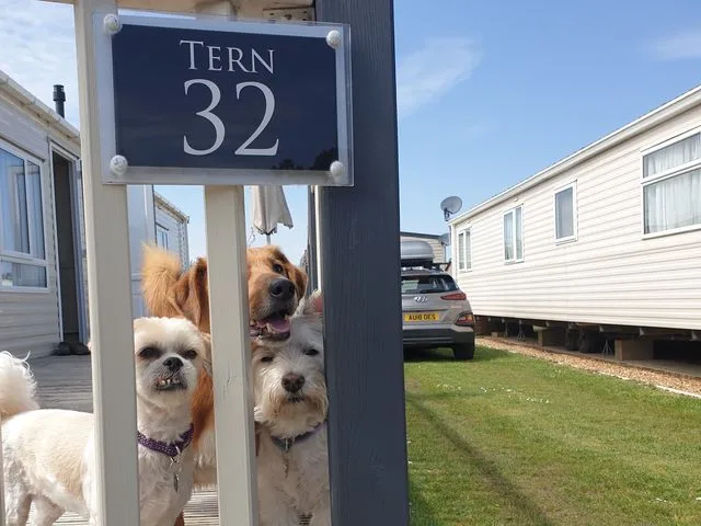 Three dogs peering through the gate beneath the Tern 32 sign: a lurcher, a small white fluffy dog and a terrier-like dog
