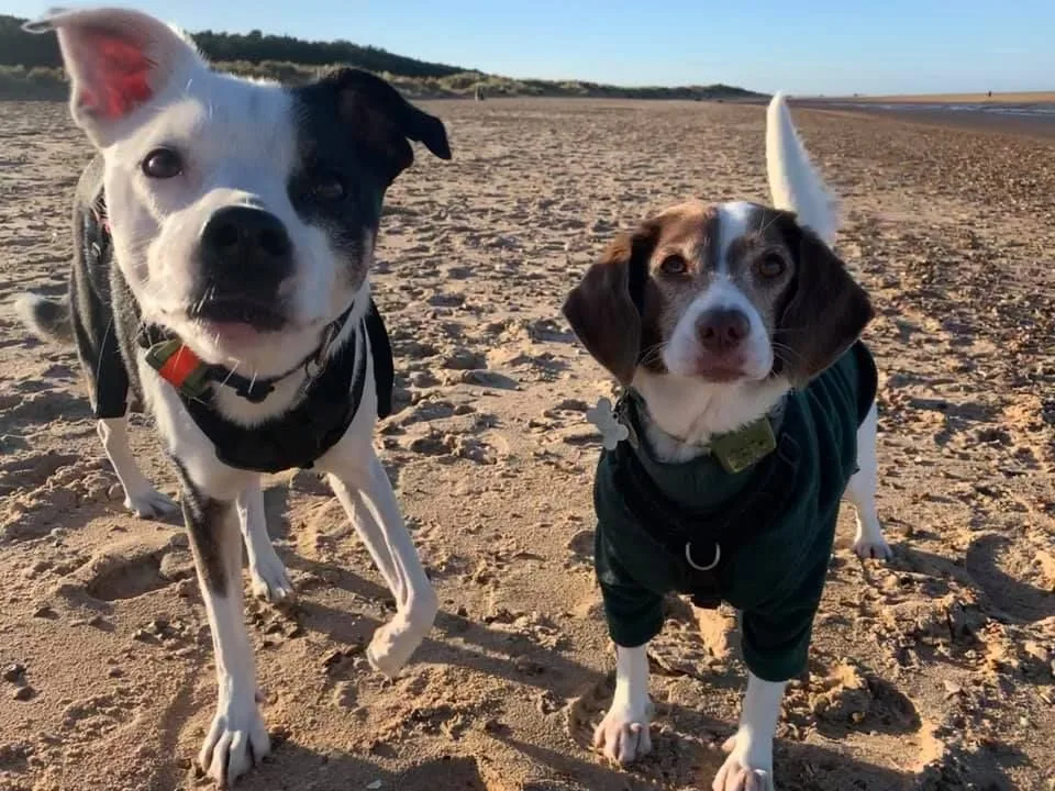 Two dogs in matching green jumpers standing side by side on a beach, one black-and-white and one liver-and-white, with sea and dunes behind