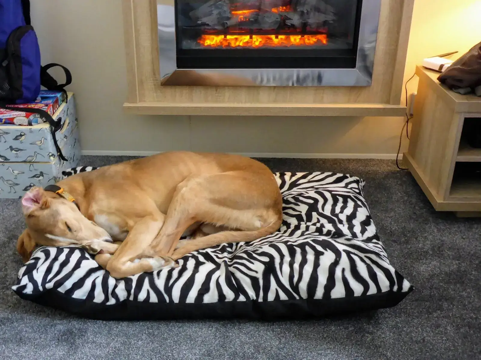 Tan dog curled up asleep on a zebra-print dog bed in front of the electric fire inside Tern 32