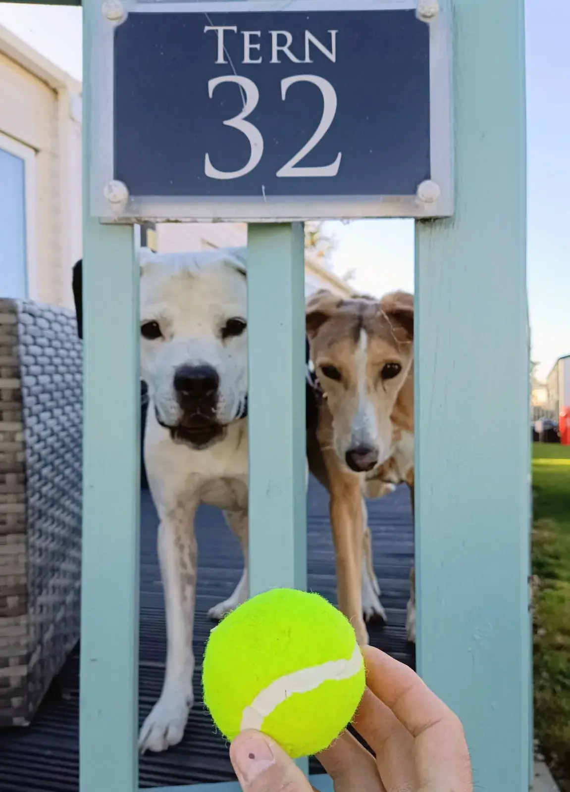 Two dogs peering through the turquoise Tern 32 gate beneath the Tern 32 sign while a tennis ball is held in the foreground
