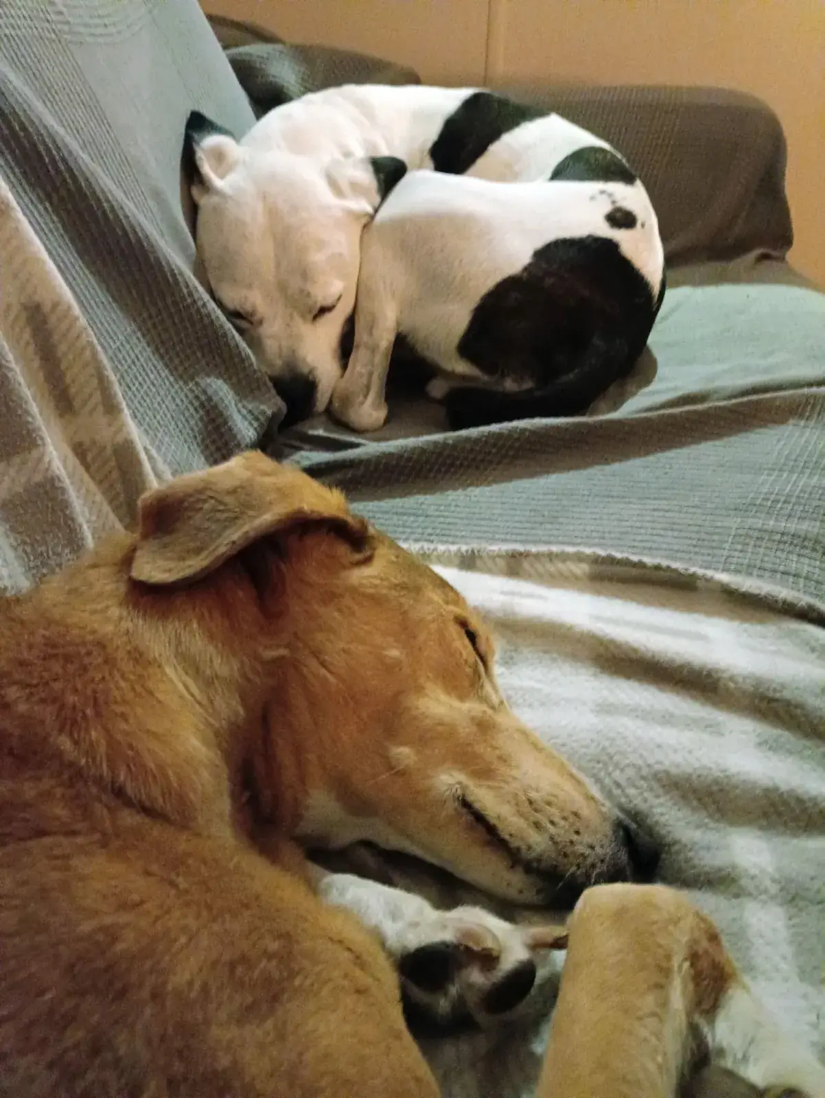 Two dogs asleep together on a settee under a soft grey throw inside a caravan, with a third dog in the foreground