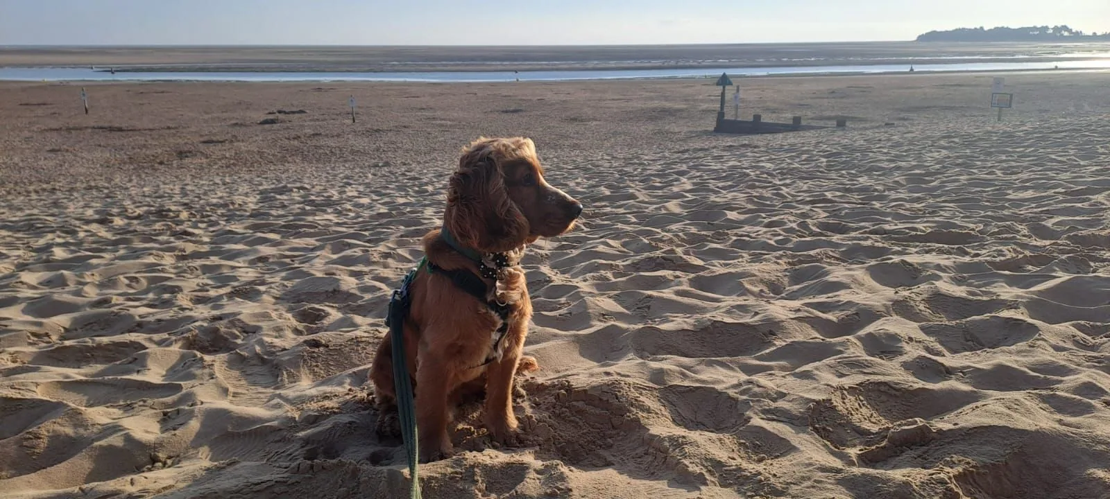 Ginger cocker spaniel sitting on the sand at Wells beach in low golden light, with the sea behind