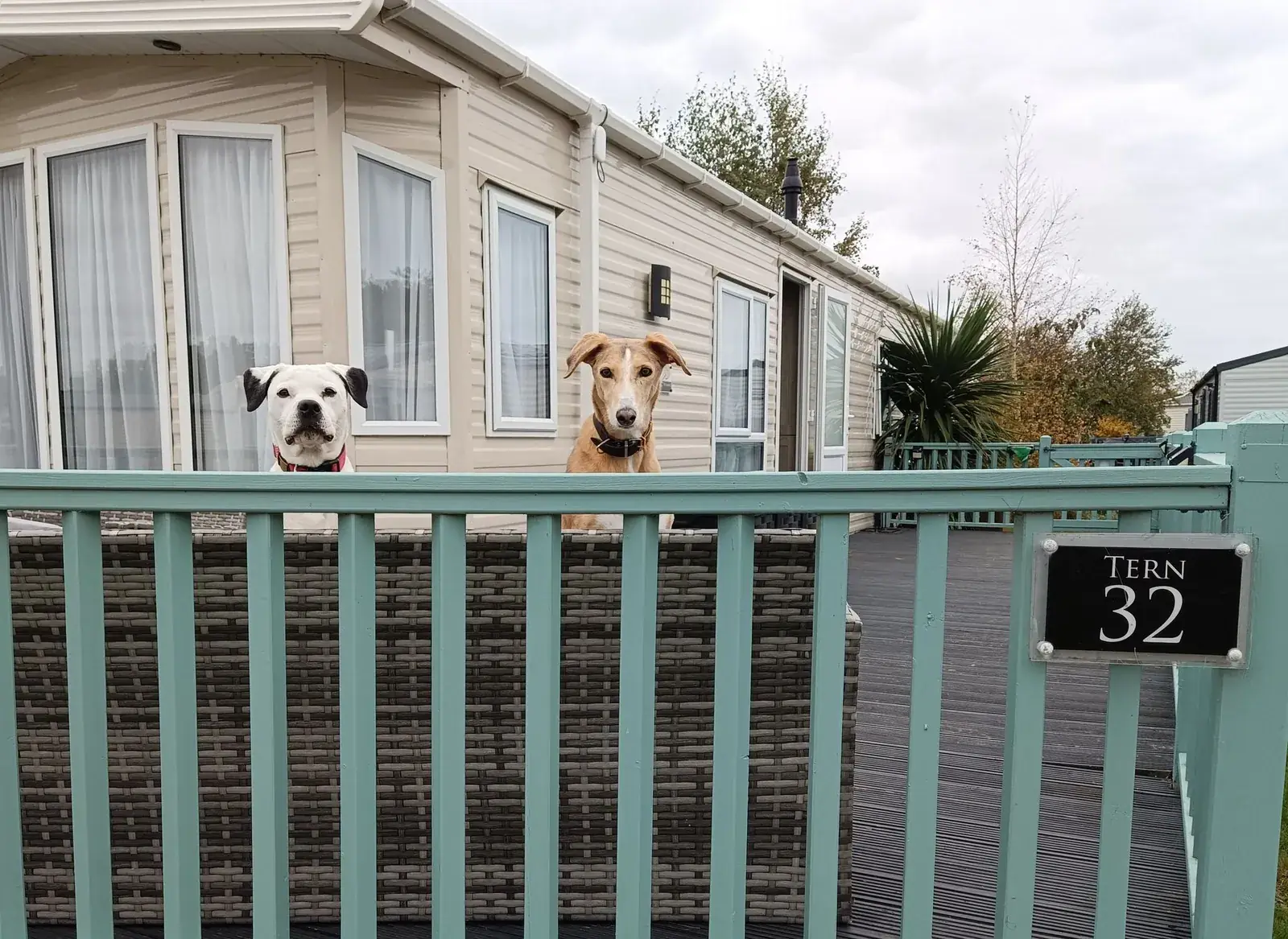 Tern 32 caravan with its turquoise deck, fenced seating area and dogs peering over the fence at Pinewoods Holiday Park