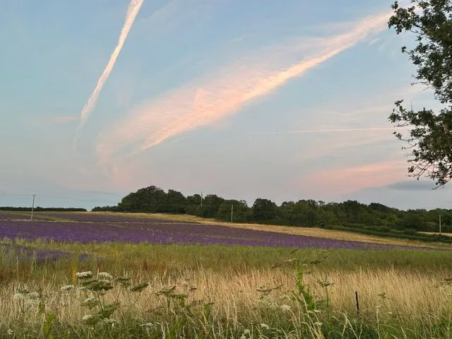 A wide field of purple lavender in bloom beside a hedgerow and trees under a blue sky
